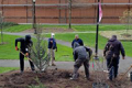 Planting of tree